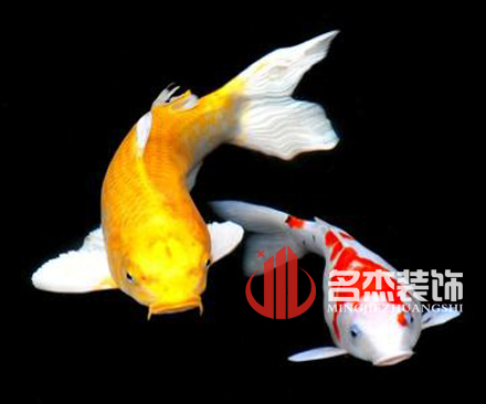 办公室91视频网站入口风水之养殖金鱼.jpg